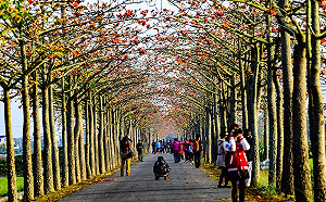 地表最強木棉道在這！白河賞木棉讓音樂不絕於耳