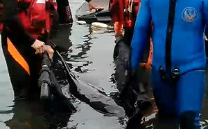 解救迷途小虎鯨 　嘉義義勇隊協助脫困