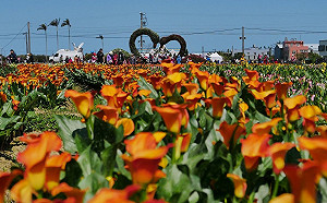 情人專屬桃園彩色海芋季！周周都有活動讓你去(影)