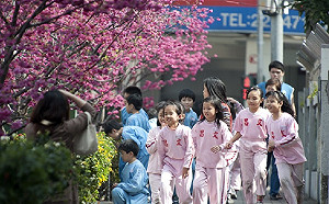 誰說賞櫻一定要上山去！這個國小旁就有櫻花季