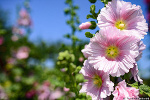 趁好天氣去追花！這兩處萬株蜀葵花都開好了