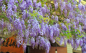 浪漫紫色風暴！瑞里引爆17條賞紫藤花路線