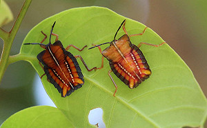 荔枝龍眼盛花期來了！看到這種蟲千萬不要碰