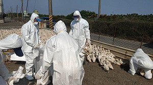 雲林、屏東發現禽流感 防檢局 : 今年已52例