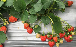 台北也可採草莓！內湖草莓季採果踏青一次滿足