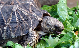 太陽越大食慾越好！緬甸星龜現正進食中