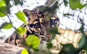 德國來的雲豹！動物園挖空心思提高能見度