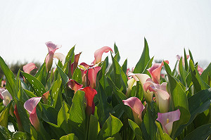 桃園彩色海芋季人氣夯！市府加強稽查攤商確保食安