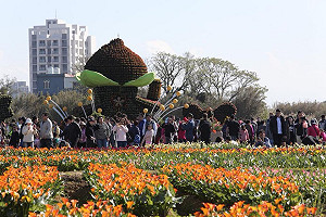 看這裡不塞車！桃園彩色海芋季最新交管＋接駁資訊