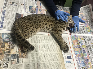 又見路殺石虎!  中市府：加速立法保育