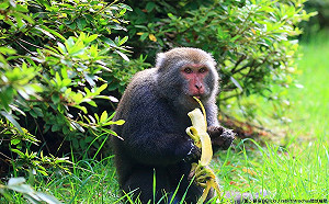 勿餵食野生台灣獼猴！陽管處：最高可裁罰1萬5千元