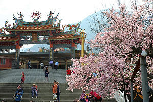 淡水天元宮櫻花怒放！帶著毛小孩一起去賞花(影)