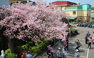 天元宮7成櫻花盛開！新北賞櫻之旅正夯