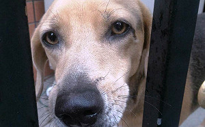 籠飼犬懷孕生幼犬！疑偷學日本A片技巧