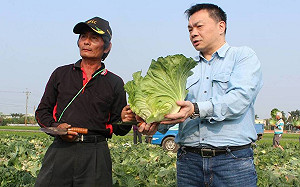 高麗菜頭好壯壯  高思博呼籲大家買菜救農