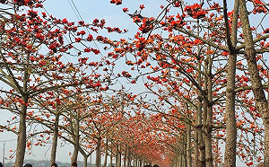 白河木棉花盛開！文青風恬靜氛圍成熱門取景地