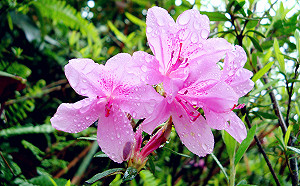 打卡必拍美景！烏來粉紅杜鵑花盛放