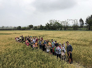 道卡斯舉辦割小麥活動 親子體驗農村生活