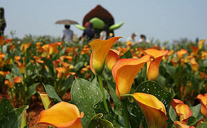 風雨漸緩！桃園彩色海芋季重新開園