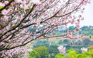 三芝餘萬株櫻花樹吸睛！讓你來場豐富春遊小旅行