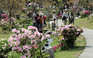 粉嫩杜鵑開滿城  台北處處可賞花