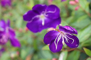 巴西野牡丹花季！小紫花佔領內雙溪（影）