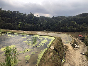 雙溪春日小旅行  賞杜鵑看水梯田天際倒影