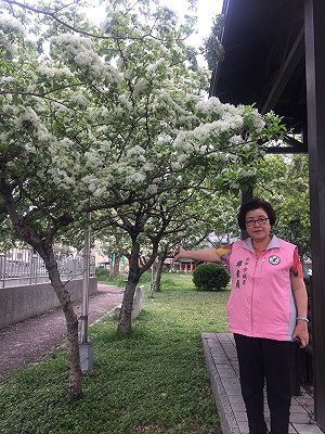 桐花季再等等 先來台中看三月雪流蘇花