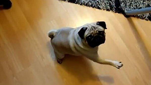 搞笑過頭  英喜劇演員教狗行納粹禮被判有罪