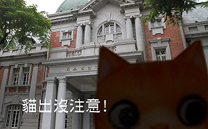 貓出沒注意！小猫巴克里兒童節現身臺文館