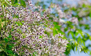 淡紫花海迷幻奪目！苦楝花滿足你浪漫的渴望