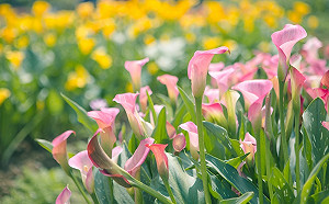 最後周末！彩色海芋季將落幕  花田古禮迎娶壓軸登場