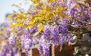 這家民宅主人超佛心！公開私房賞紫藤花秘境