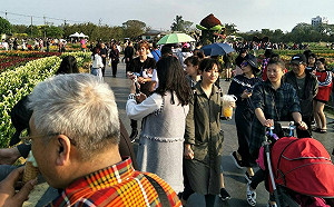 桃園彩色海芋季倒數1天！入園累計近90萬人次