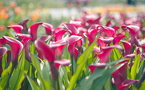 桃園看海芋注意！最新停車場資訊在這