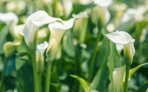 私攤多審慎購買！桃園彩芋季小心消費糾紛