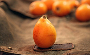 枇杷盛產！台中太平美景＋水果可以一次打包