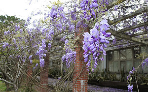 陽明山花季今閉幕！杜鵑花盛放 紫藤花接力登場