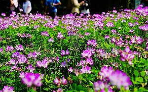 來動物園還可以賞花！可食地景紫雲英盛放