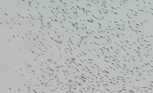 六輕上空罕見成群候鳥過境 有如龍舞天空