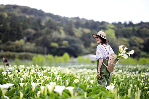 市集期間限定！海芋季除了賞花還能逛小農