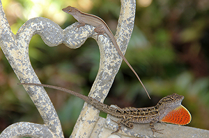 抓沙蜥季節又來了！ 嘉義縣每條獎六元