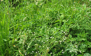 這不是滿天星！外來植物銀膠菊別碰恐致敏