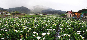 陽明山海芋季登場！活動交管懶人包一次看