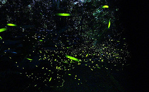 都市也有螢火蟲！動物園期間限定賞螢特區登場