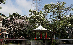 內湖也有春季白雪！四月雪流蘇美感持續爆發