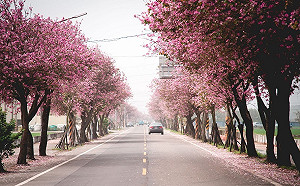 粉紅花道綿延2公里！雲林羊蹄甲成熱門打卡點