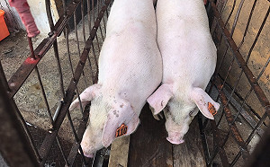 防檢局全台口蹄疫檢測ing  新北市哨兵豬過關