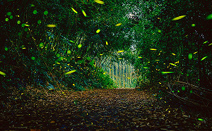 4月就是要賞螢！全台浪漫奇幻森林都在這裡