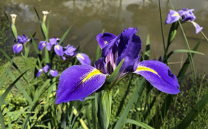 優雅鳶尾優雅綻放！季節限定美景就在內雙溪